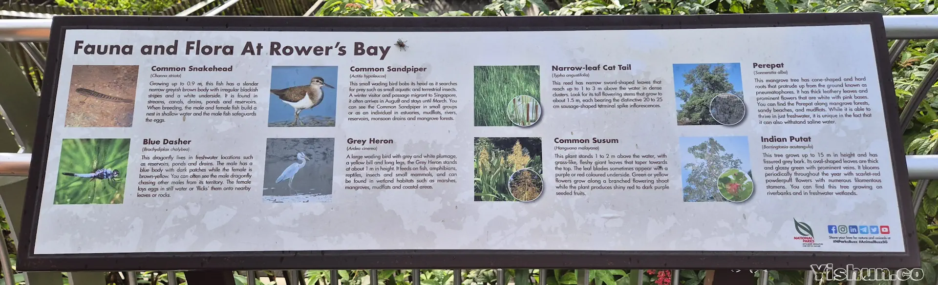 Fauna and flora at Rower's Bay Fauna and flora at Rower's Bay