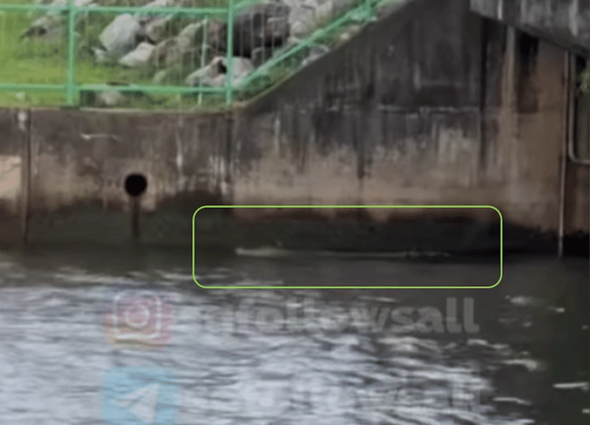 A crocodile was spotted swimming along the water discharge channel of Yishun Dam. SOURCE: SGFOLLOWSALL/INSTAGRAM A crocodile was spotted swimming along the water discharge channel of Yishun Dam. SOURCE: SGFOLLOWSALL/INSTAGRAM